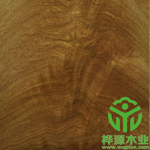 金叉木皮裝修精品0.5mm，高檔樹杈木皮批理供應